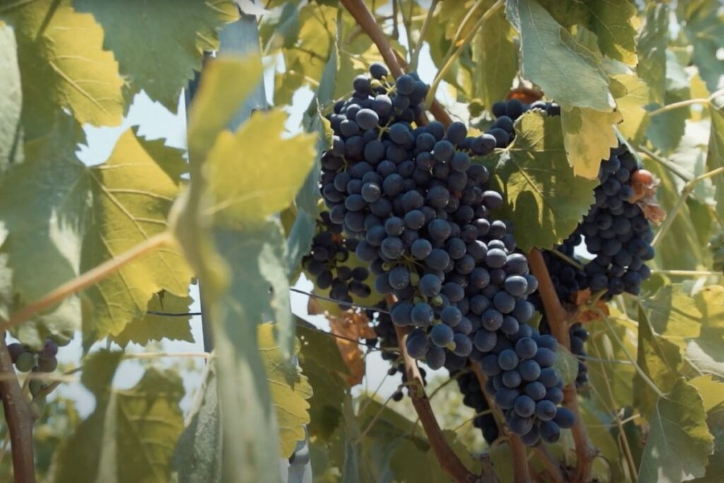 Tenuta-Santini-vino-rimini-degustazioni-sangiovese-uva