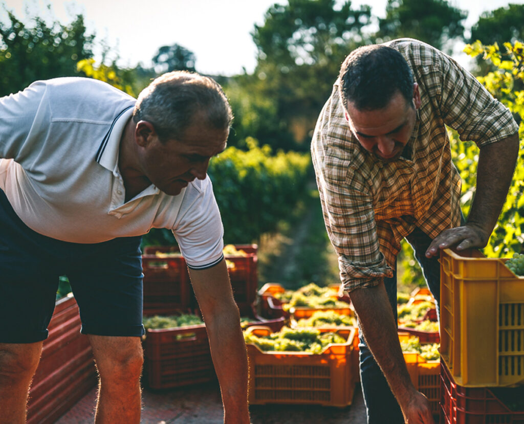 cignano-produzione-raccolta