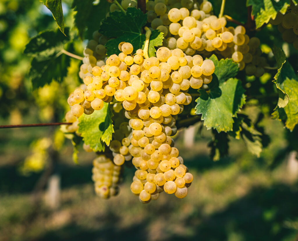 cignano-uva-produzione