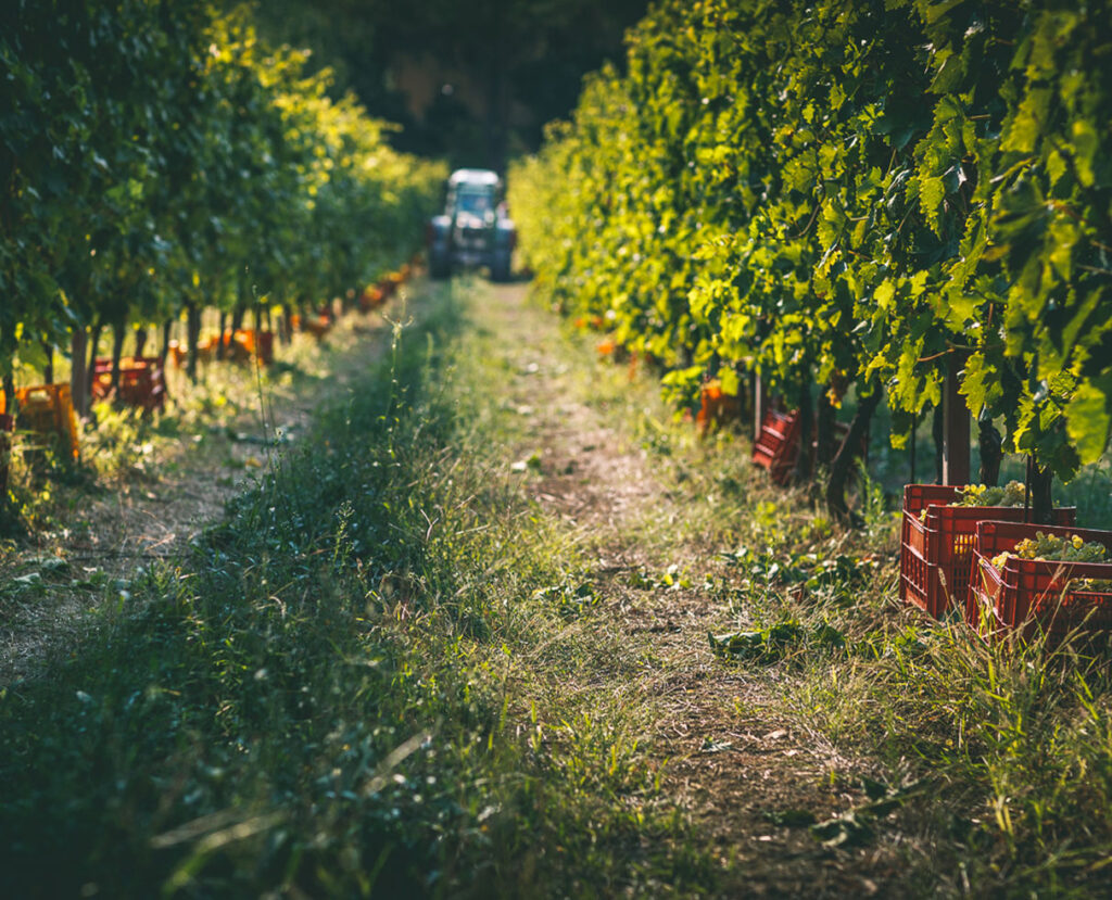 cignano-vigneto-vigneti_nuova
