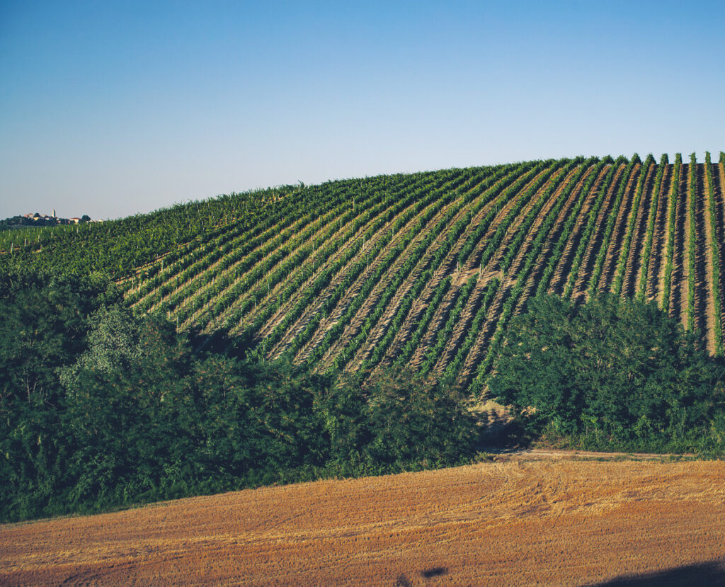 cignano-vigneto-terra