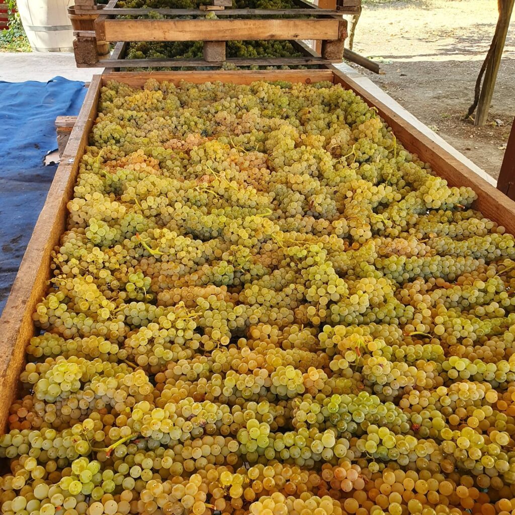 bancali-uva-franco-galli