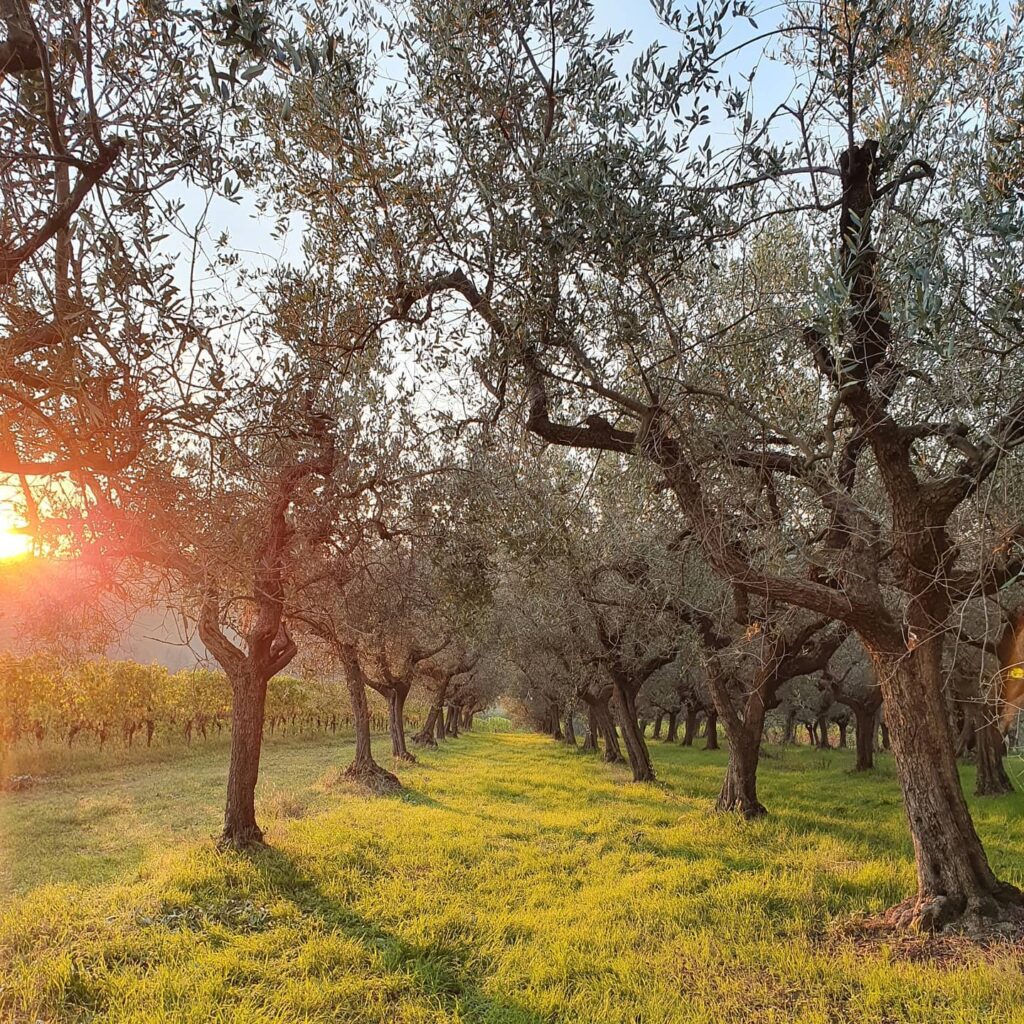campi-sole-franco-galli