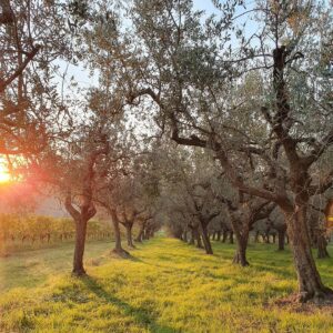 campi-sole-franco-galli